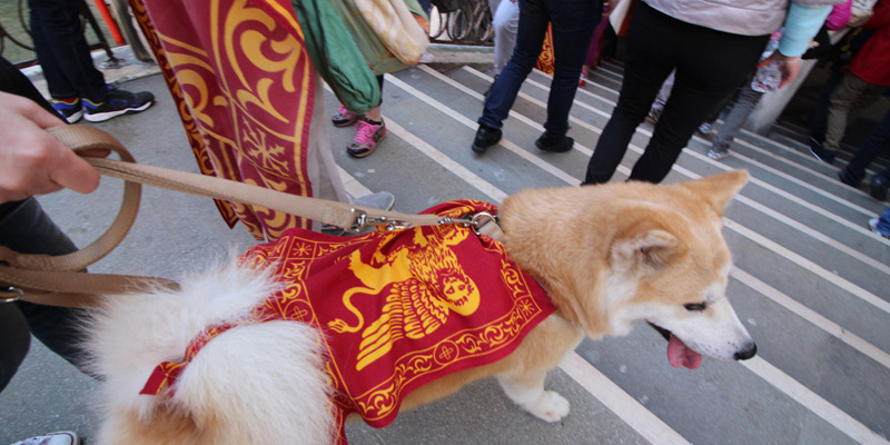 Perro con bandera