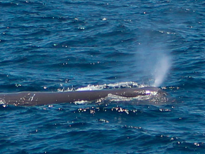 Avistamiento de ballenas