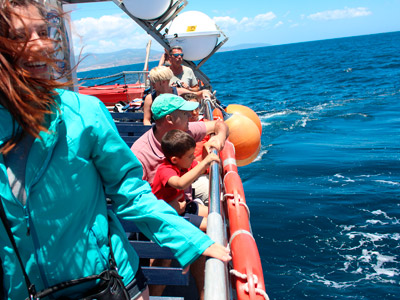 Avistamiento de delfines