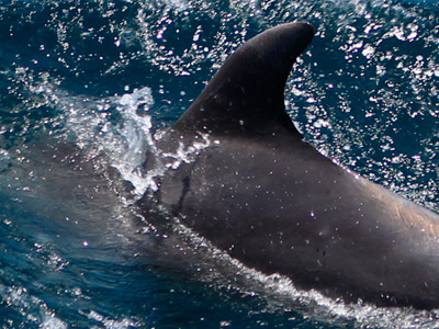 Avistamiento de cetaceos