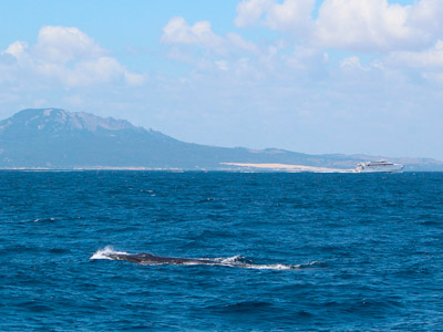 Avistamiento de delfines