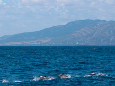 Avistamiento de delfines