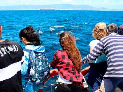 Avistamiento de delfines