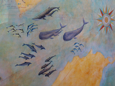 Avistamiento de delfines