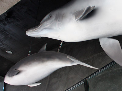 Avistamiento de delfines