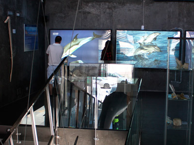 Avistamiento de delfines
