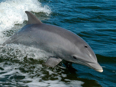 Avistamiento de delfines