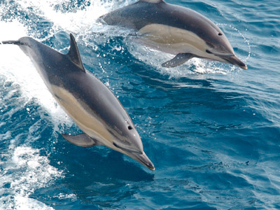 Avistamiento de delfines