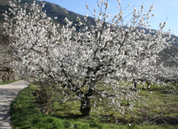 Cerezo en flor