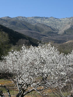 Cerezo en flor