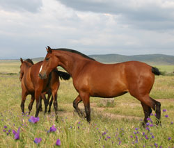 Caballos de Pura raza española