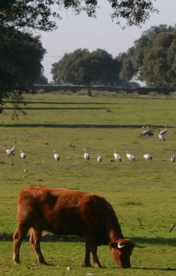 Grullas en el Dehesa