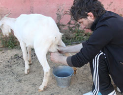 Aprendiendo a ordeñar