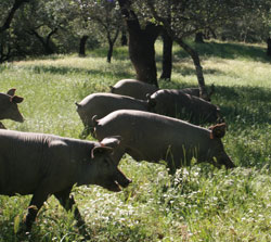 Cerdos ecologicos